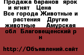 Продажа баранов, ярок и ягнят › Цена ­ 3 500 - Все города Животные и растения » Другие животные   . Амурская обл.,Благовещенский р-н